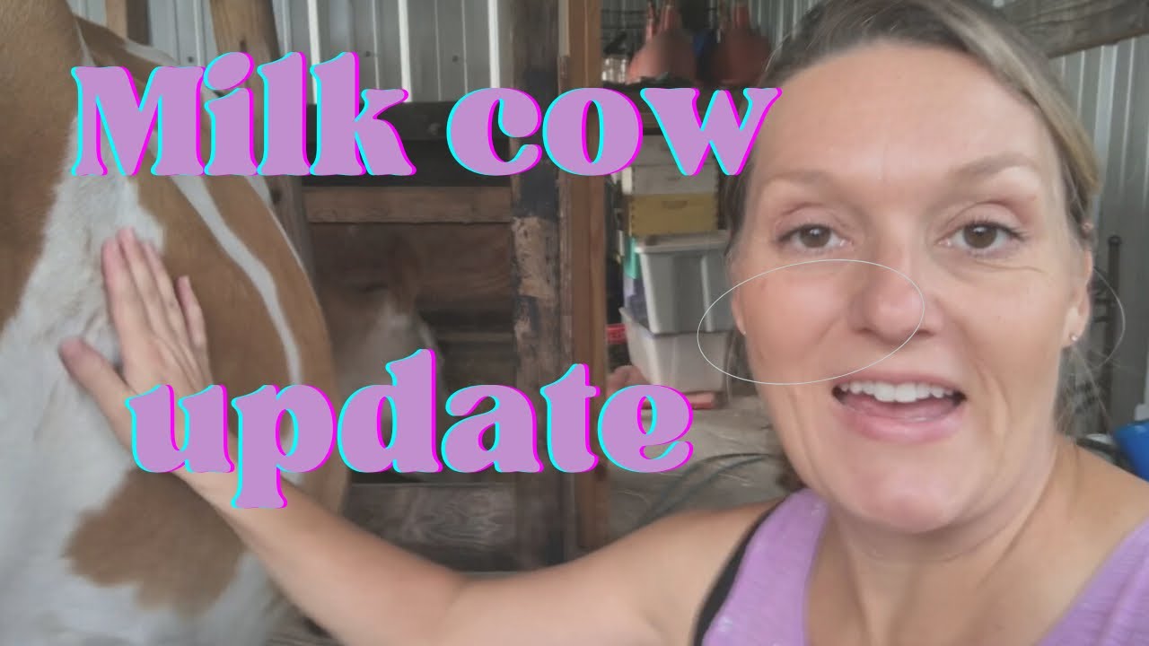 Milk cow update: production, AI, and general milking procedure | farm Vlog