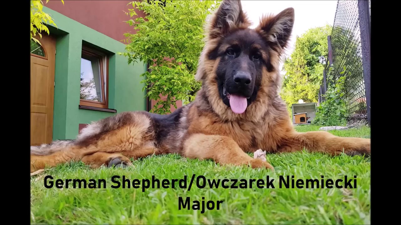 German Shepherd - 1 to 6 months/Owczarek Niemiecki - 1 do 6 miesięcy
