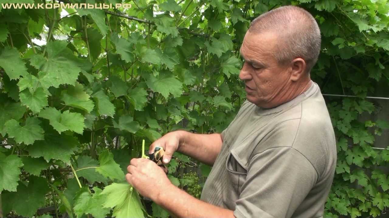 Технология выращивания винограда -- ч.6