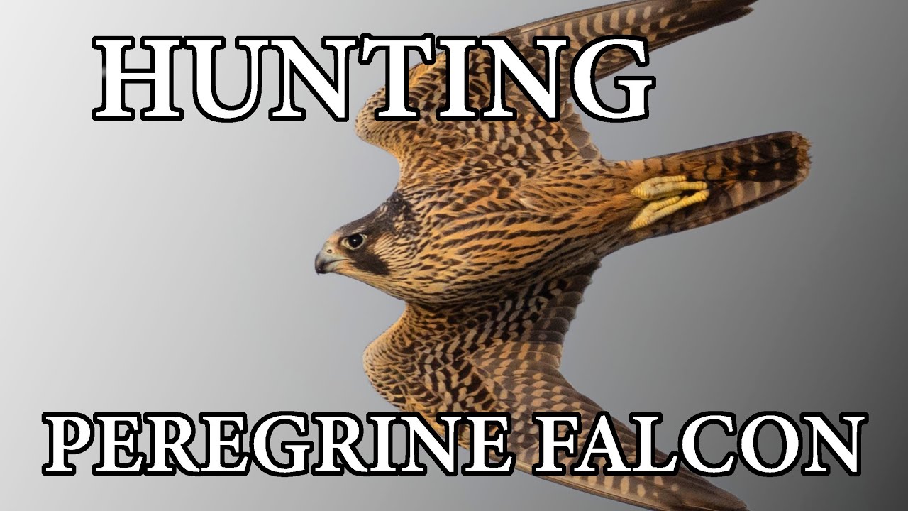 PHOTOGRAPHER CAPTURES THE ELUSIVE PEREGRINE FALCON.  Behind the scenes action!