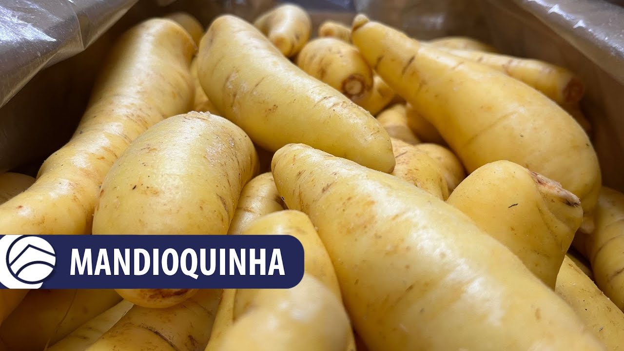 Mandioquinha é o produto destaque da semana (22 a 26/05) na CEAGESP
