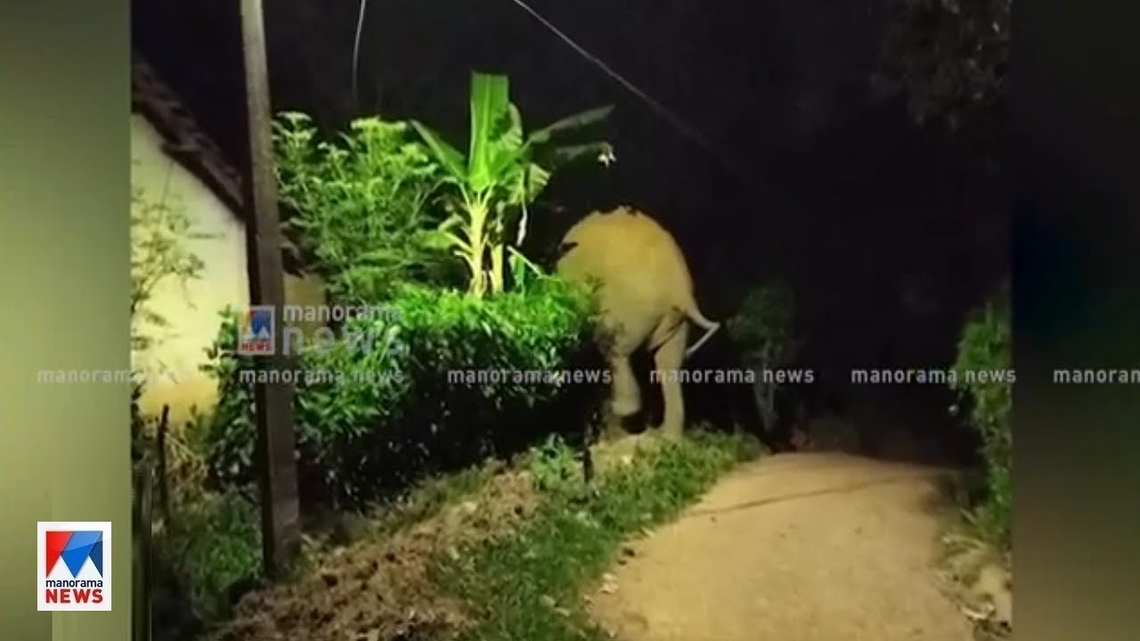 വയനാട് മേപ്പാടി എരുമക്കൊല്ലിയില്&zwj; വീണ്ടും കാട്ടാന ഇറങ്ങി | Wayanad Wild elephant
