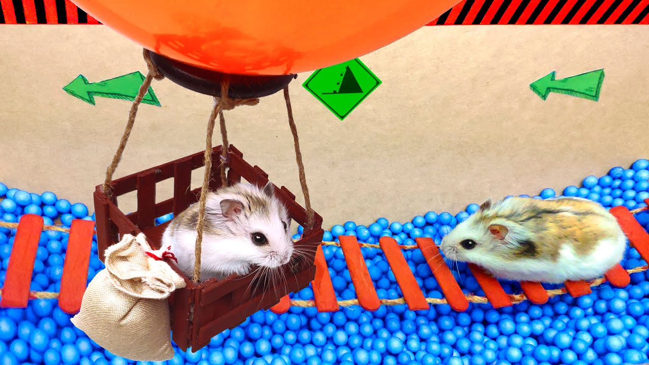 🐹  Surprised Hamster in adventure