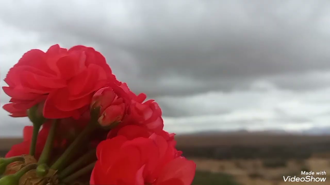 قصة تشلحيت فضيحة 😱مي وعمي دمرت حياتنا قصة صادمة 😭