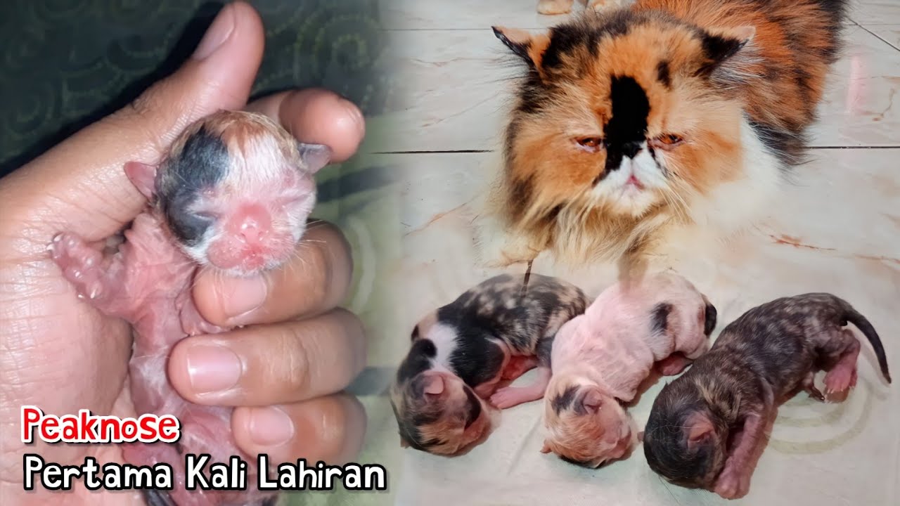 Detik Detik Kucing Peaknose Melahirkan Pertama Kali | Begini Mengatasi Kucing Peaknose Melahirkan