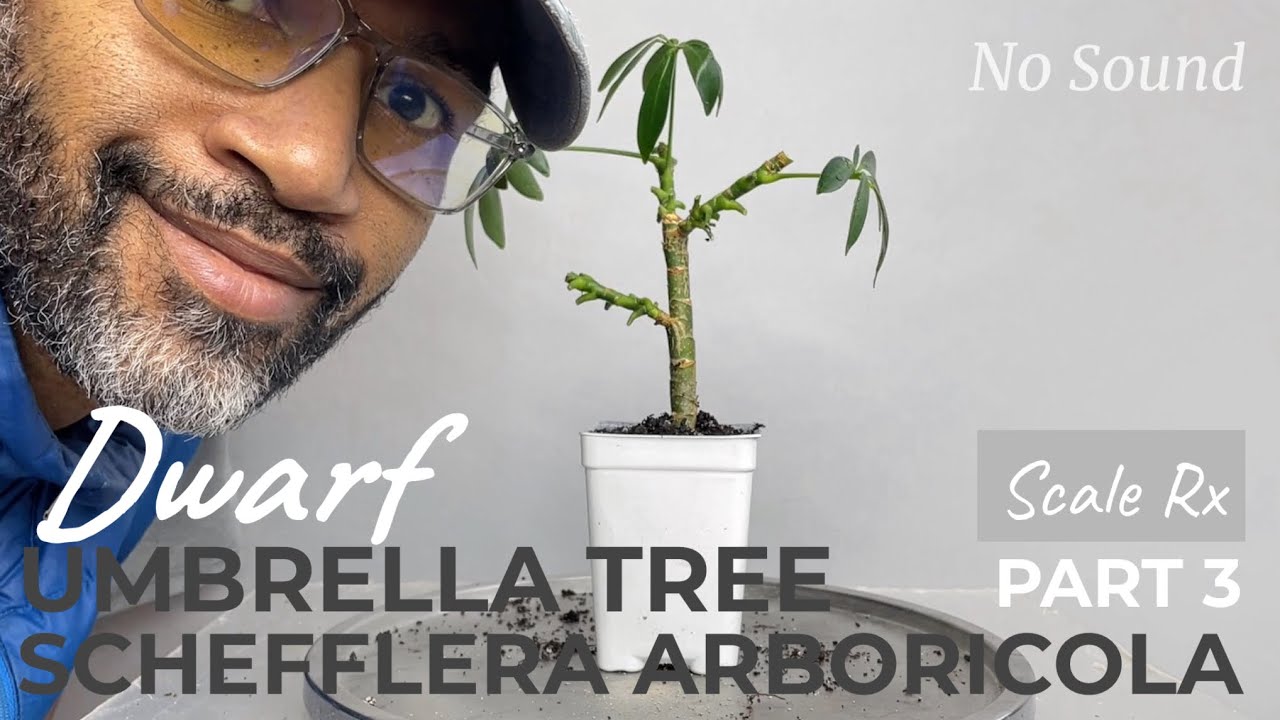 Dwarf Umbrella Tree, Schefflera arboricola, Propagating Cutting, Part 3, Dec2022