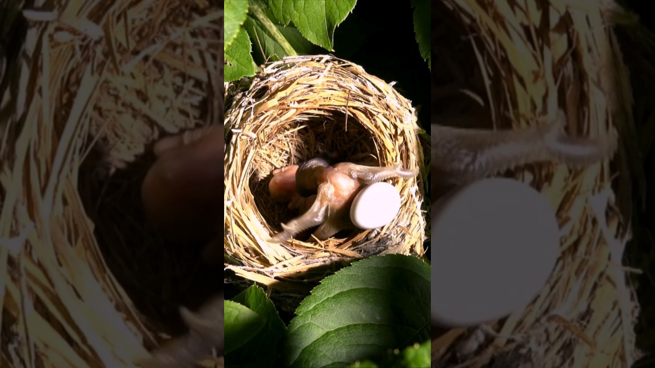 Instinctively push the host's eggs or young out of the nest. Cuckoo chick. #cuckoo #youtubehighfive