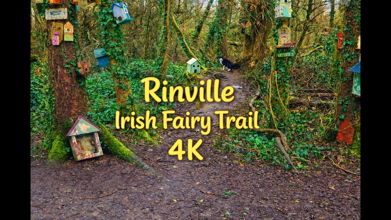Rinville Forest Path Walk (4K) &mdash; February | Irish Walks | Birds, Fairy Trail + Cat Sighting