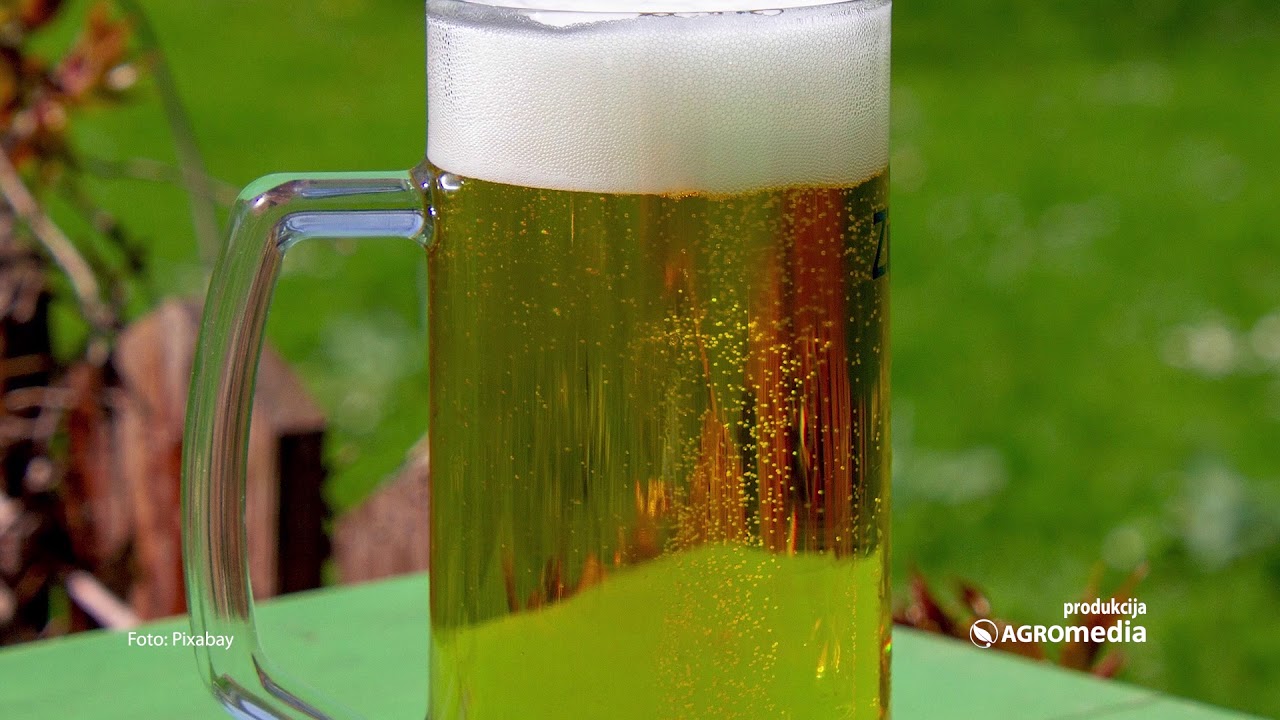 Sve je veći broj zanatskih pivara u Srbiji