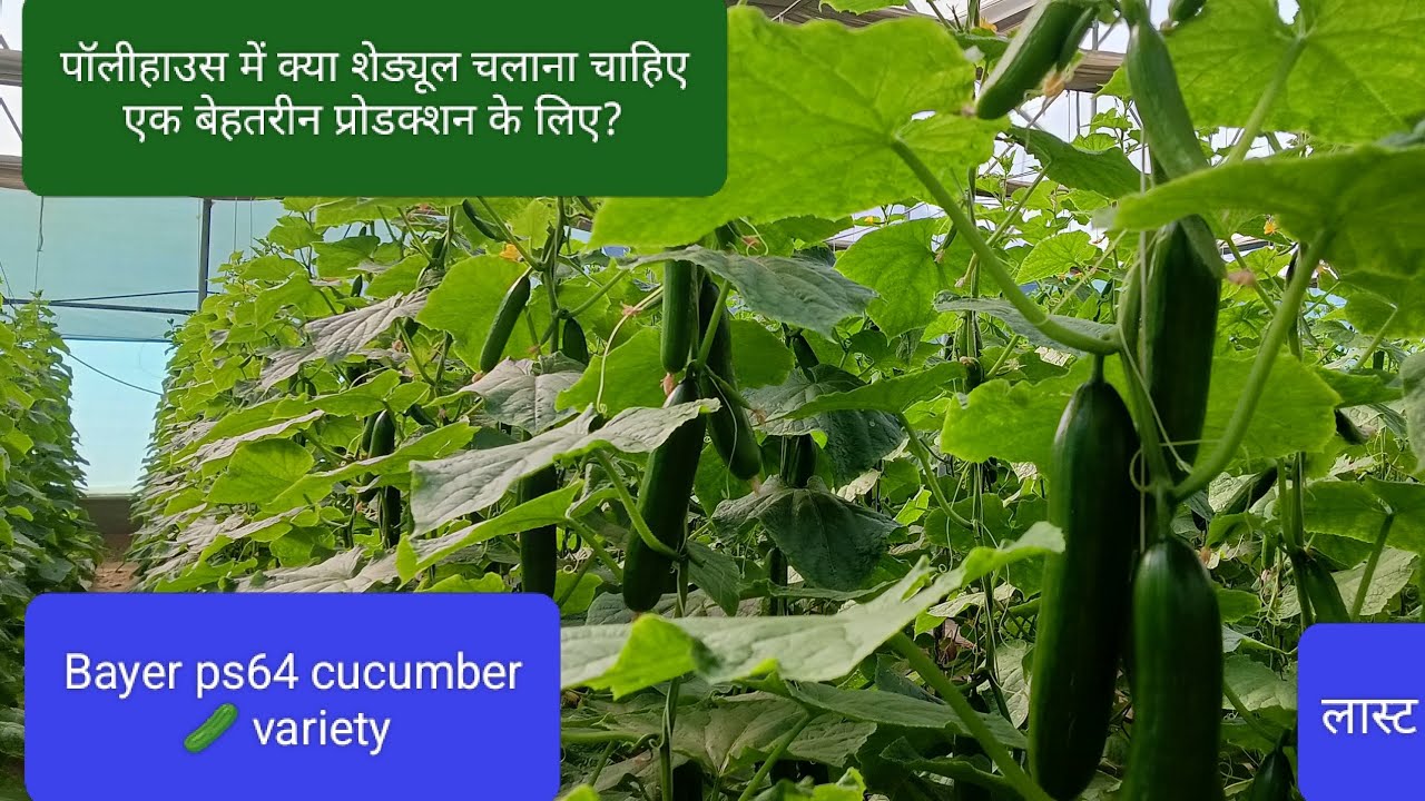 Bayer ps 64 variety cucumber.....Mahala farm house 🏠