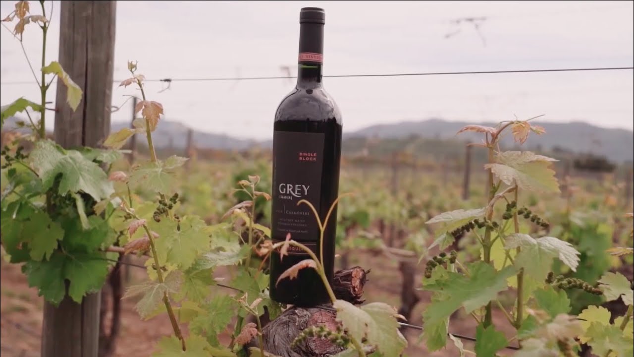Ventisquero Grey Carm&eacute;n&egrave;re