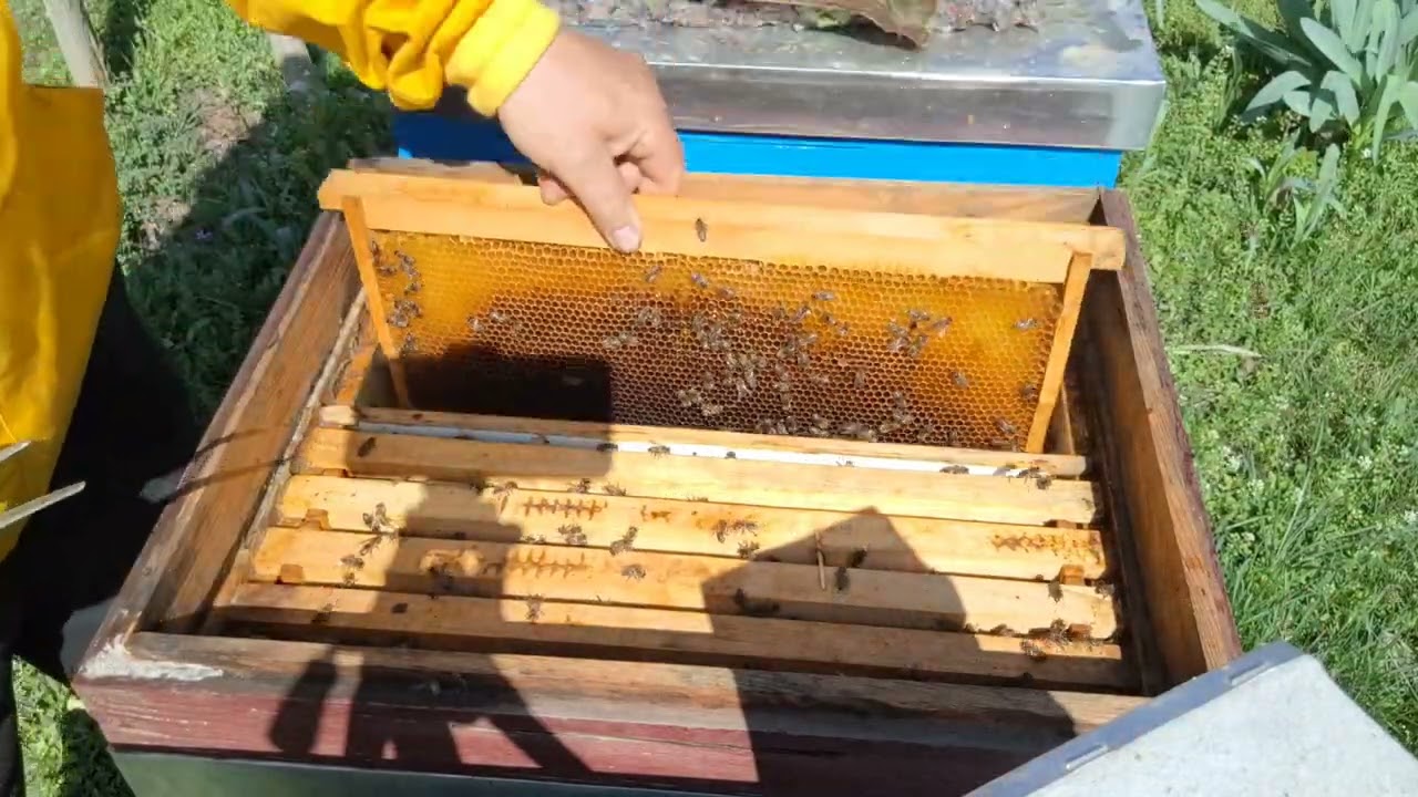 750.Hrana proteica, glucidica si extindere.