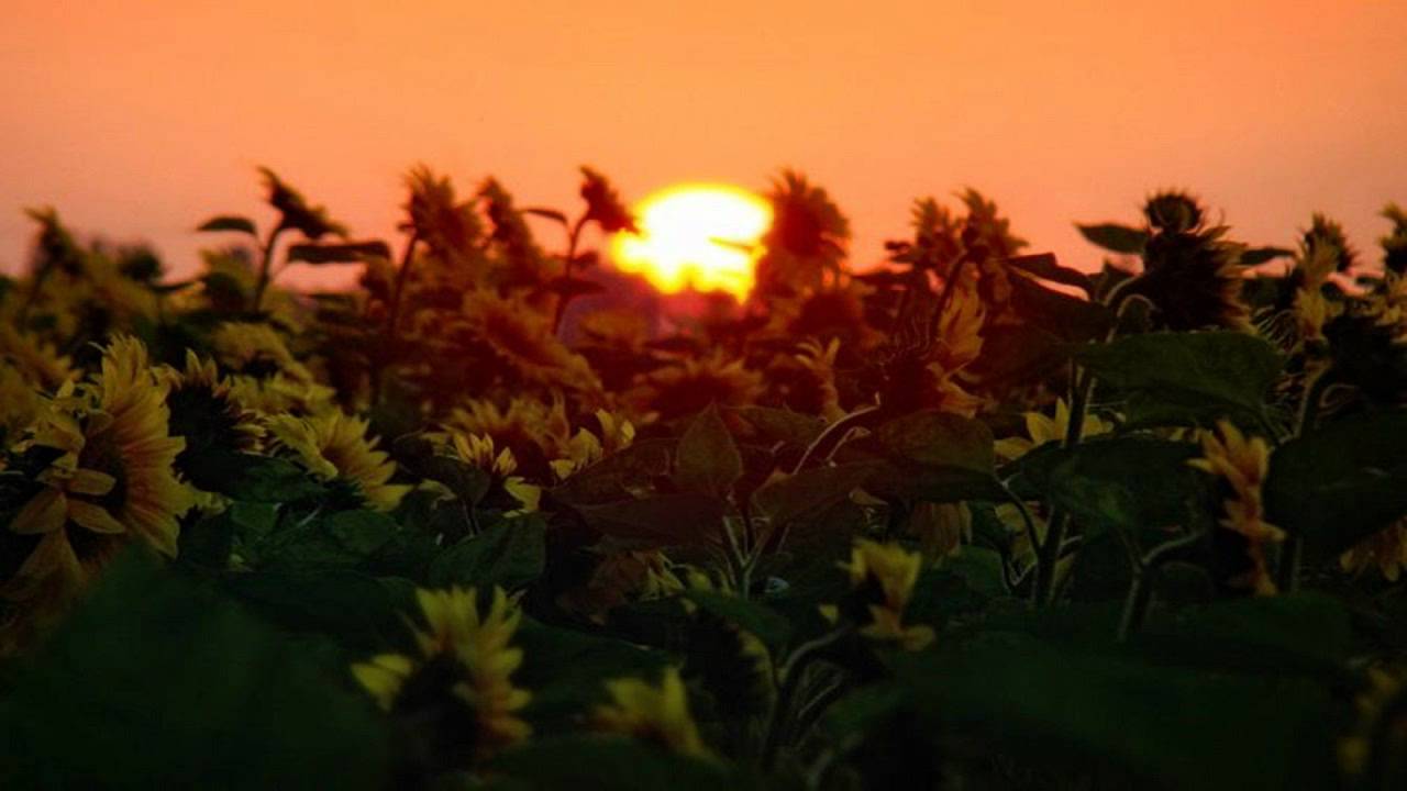 Sunflare - Central Park (Original Mix)