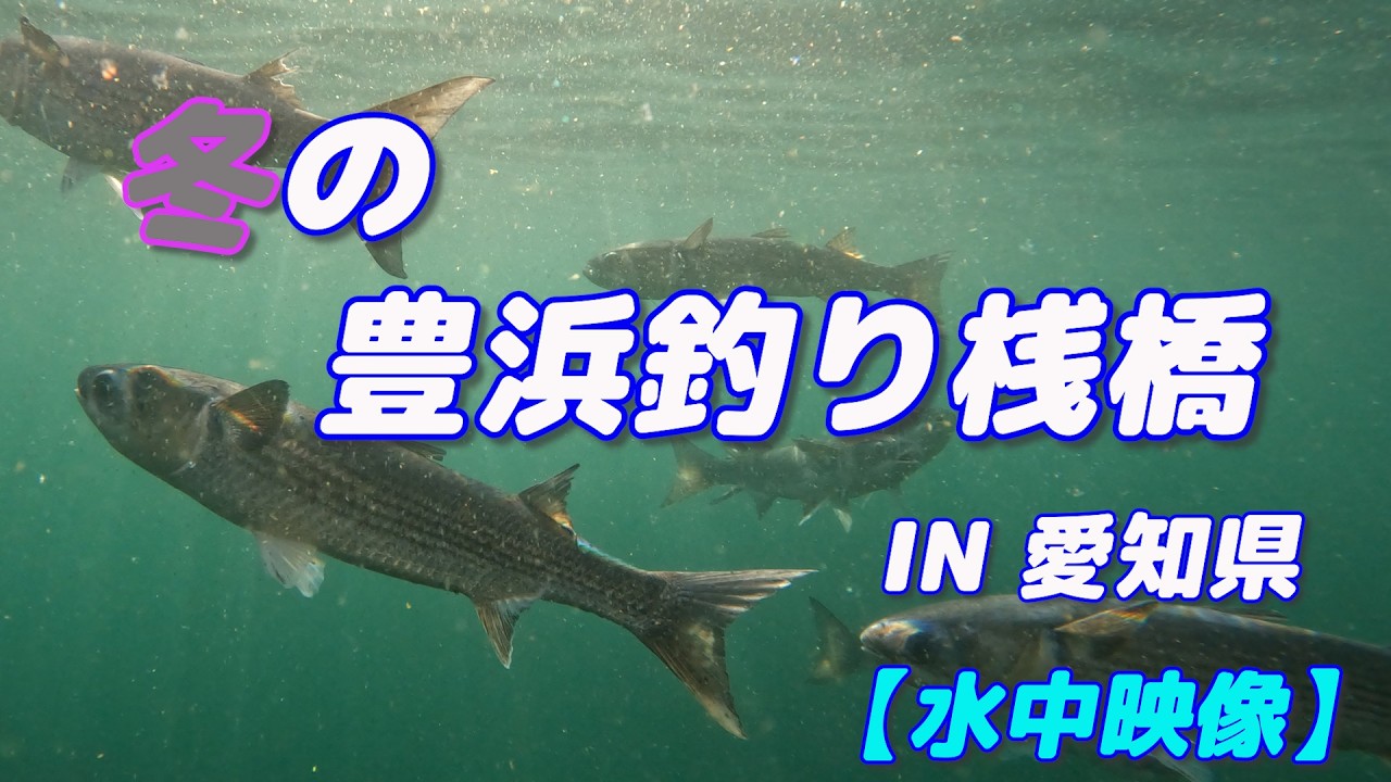 【水中映像】2月の豊浜釣り桟橋 愛知県