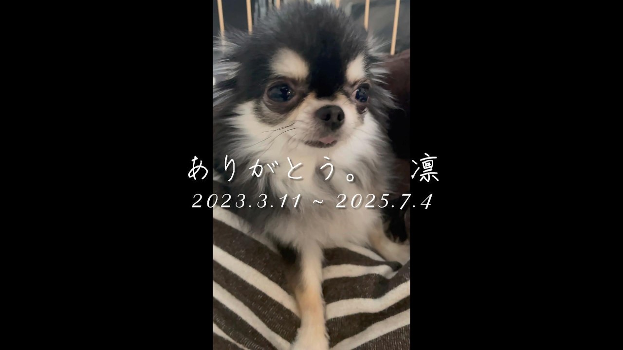ありがとう。凛。