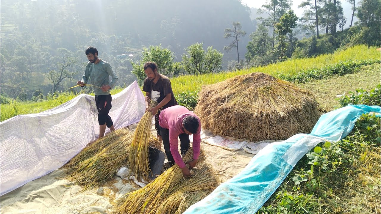 जैविक लाल धान  की मड़ाई organic Red rice गांव पहाड़ की दिनचर्या में 