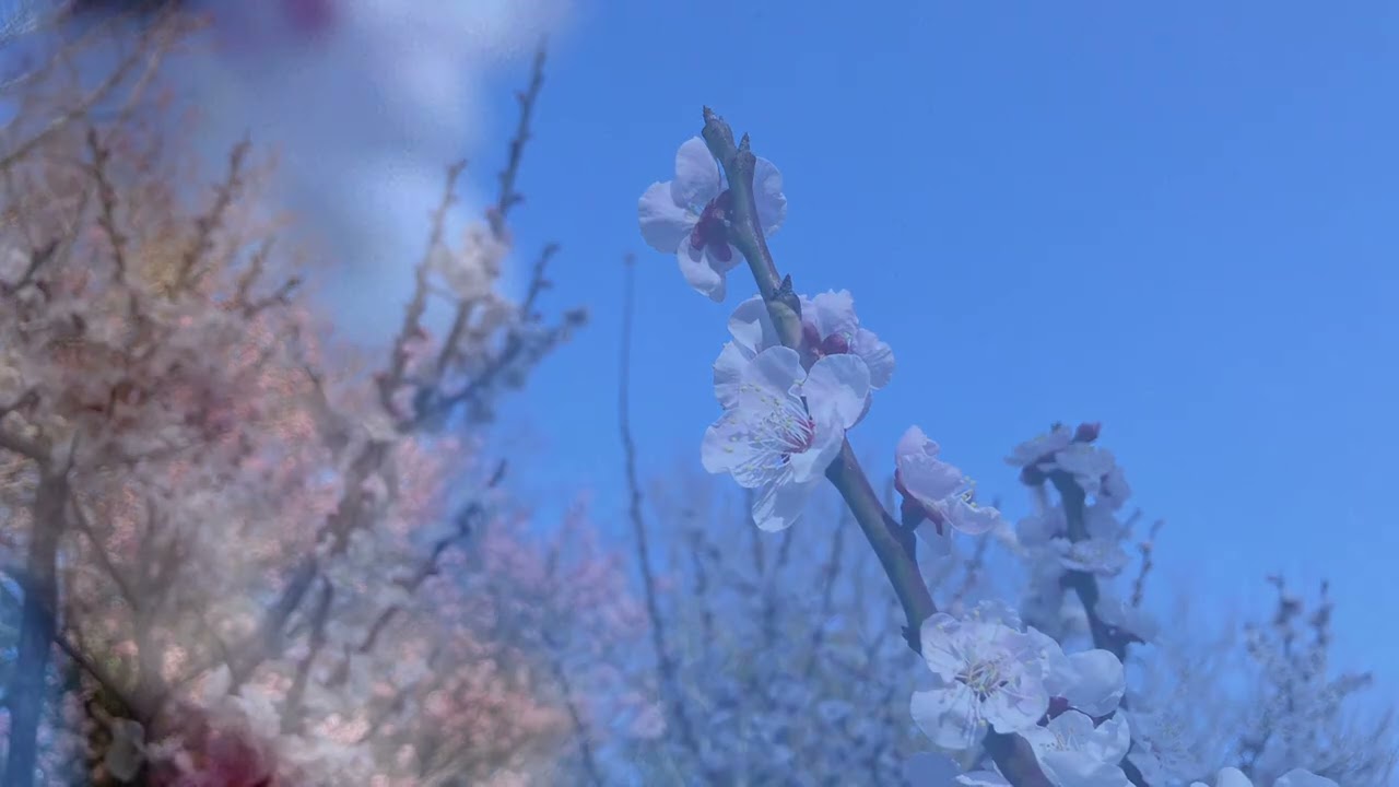 梅と光と月の庭園
