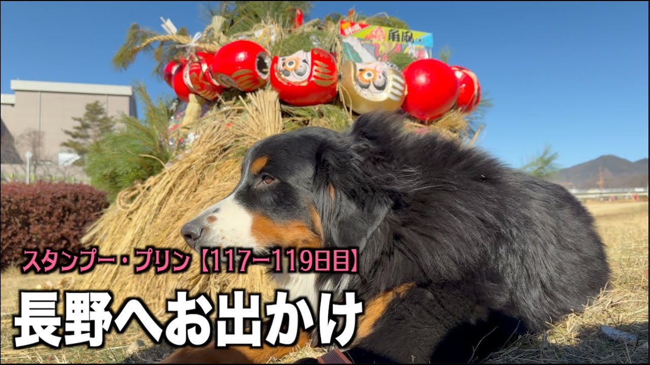 ダルマさんとレンちゃん【プードル117 119日目】
