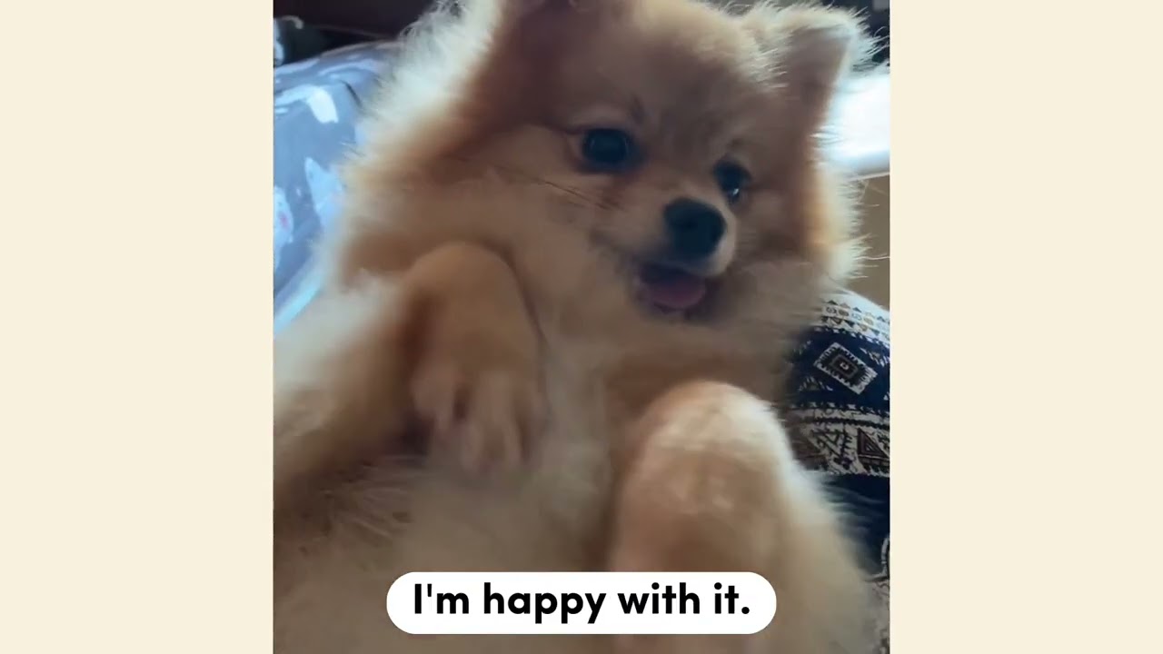 review my dog 🦮 : — )