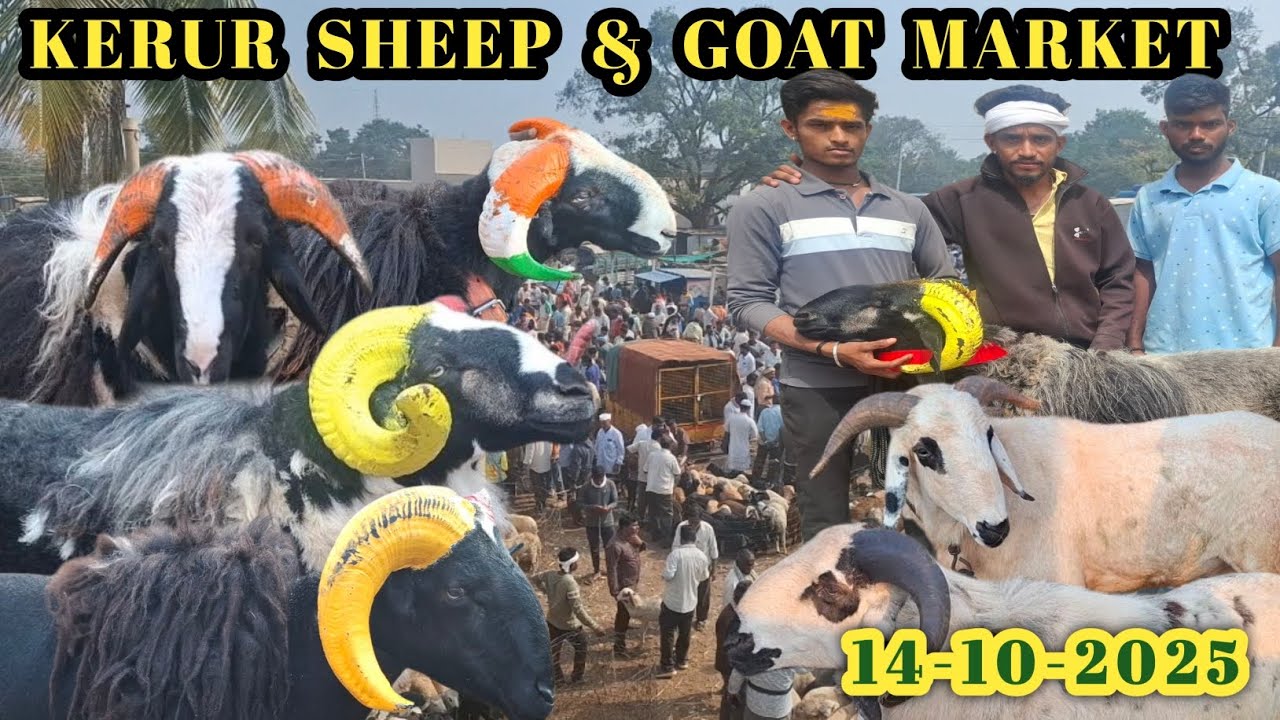 ಕೆರೂರ್ ಕುರಿ ಮತ್ತು ಮೇಕೆ ಮಾರುಕಟ್ಟೆ | Every Tuesday morning | Tagaru & Sheep Lamb | @gdfchannel8724  |