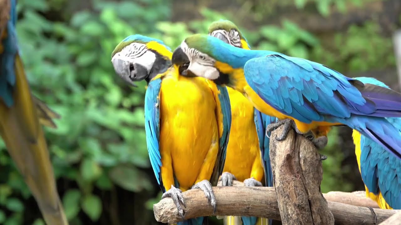 Natural Forest Ambience • Birds Singing • Relaxing Nature