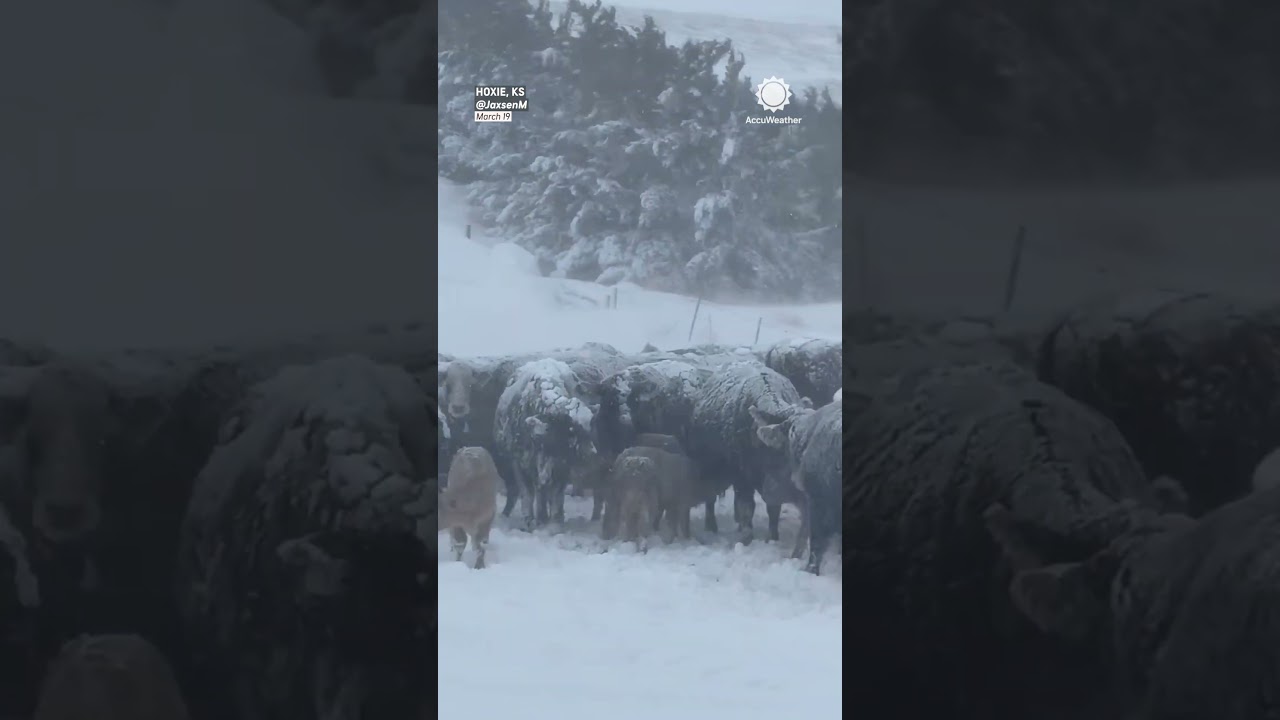 Cows Snow-Covered During Kansas Blizzard