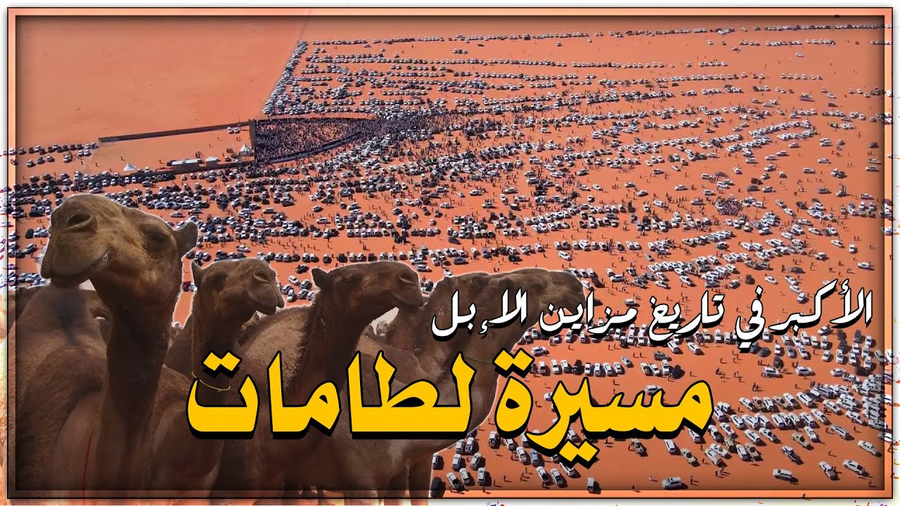 مسيرة لطامات .. الأكبر في تاريخ مزاين الإبل