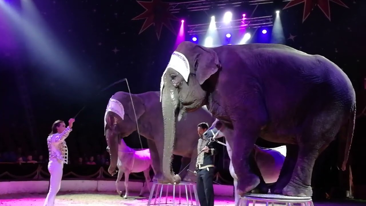 Humberto Cirkus (sloni, koně)
