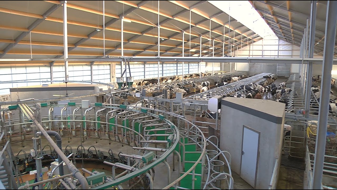 Nieuwe stal en 40 stands zij-aan-zij binnenmelker - www.melkvee.nl