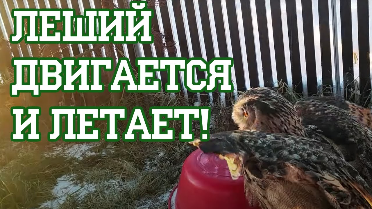 Дикий филин не показывает снежные реснички