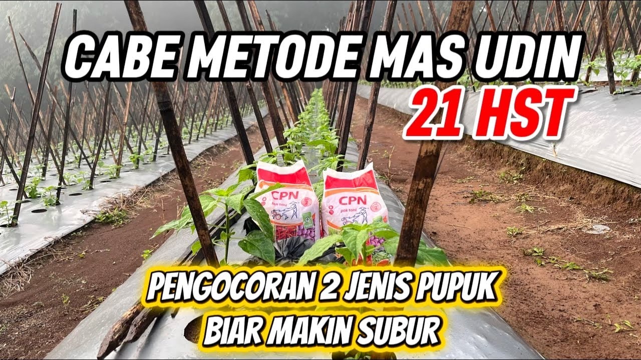 21 HST • PENGOCORAN 2 JENIS PUPUK MEMACU PERTUMBUHAN CABE | CABE METODE MAS UDIN