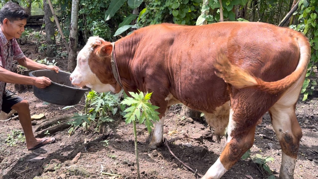 SAPI LUCU UNIK JAGAT SATRIA BERMAIN LARI SENANG SEKALI‼️🔥🔥🔥