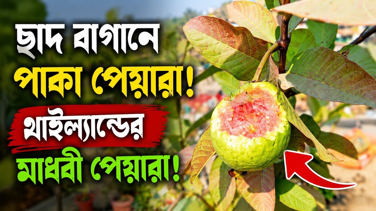 ছাদ বাগানে পাকা পেয়ারা। থাইল্যান্ডের মাধবী পেয়ারা। পেয়ারা কিভাবে চাষ করবেন। পেয়ারা গাছের জৈব।
