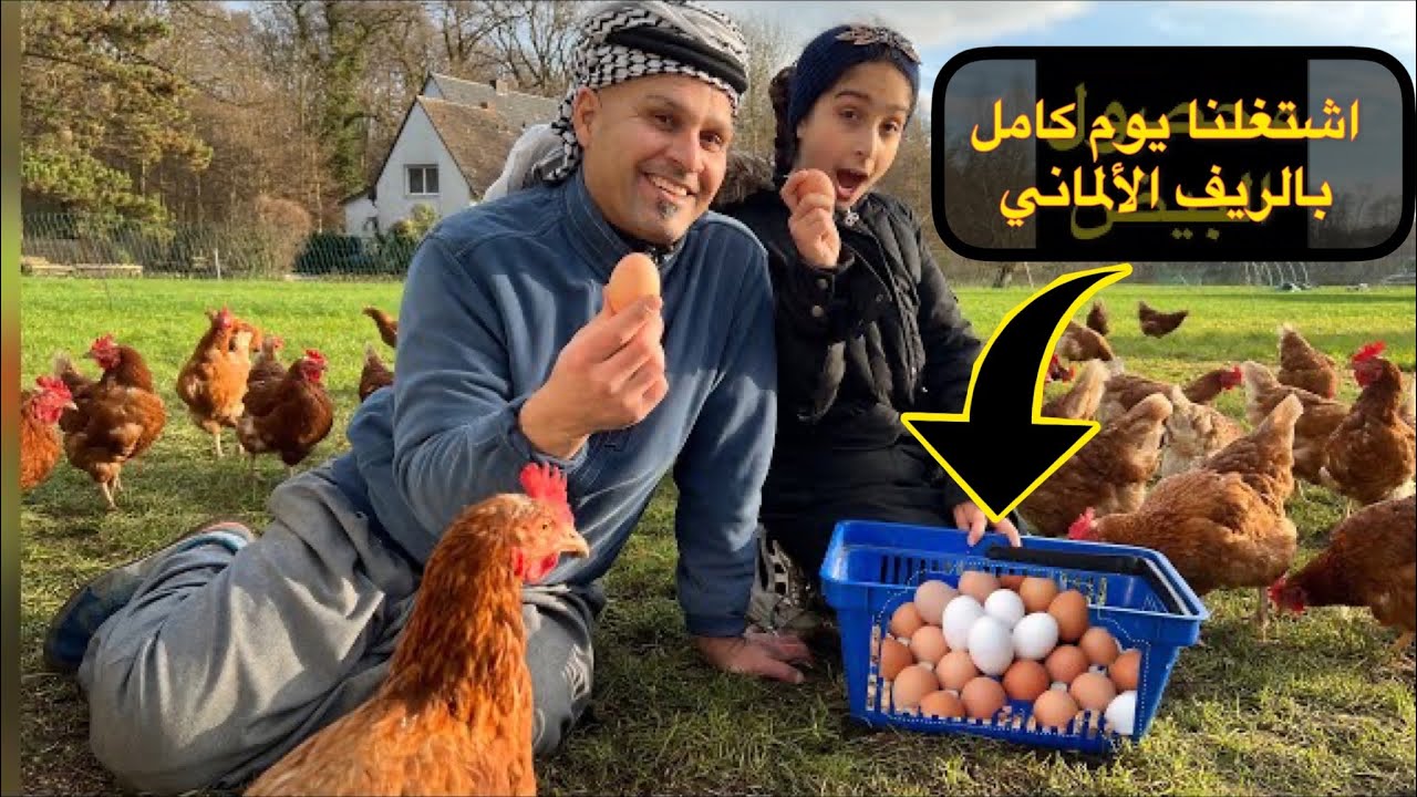 ‏اشتغلنا يوم كامل بتربية  🐄 الأبقار الألمانية وجمع محصول البيض من الدواجن_ابو عكال وبنين