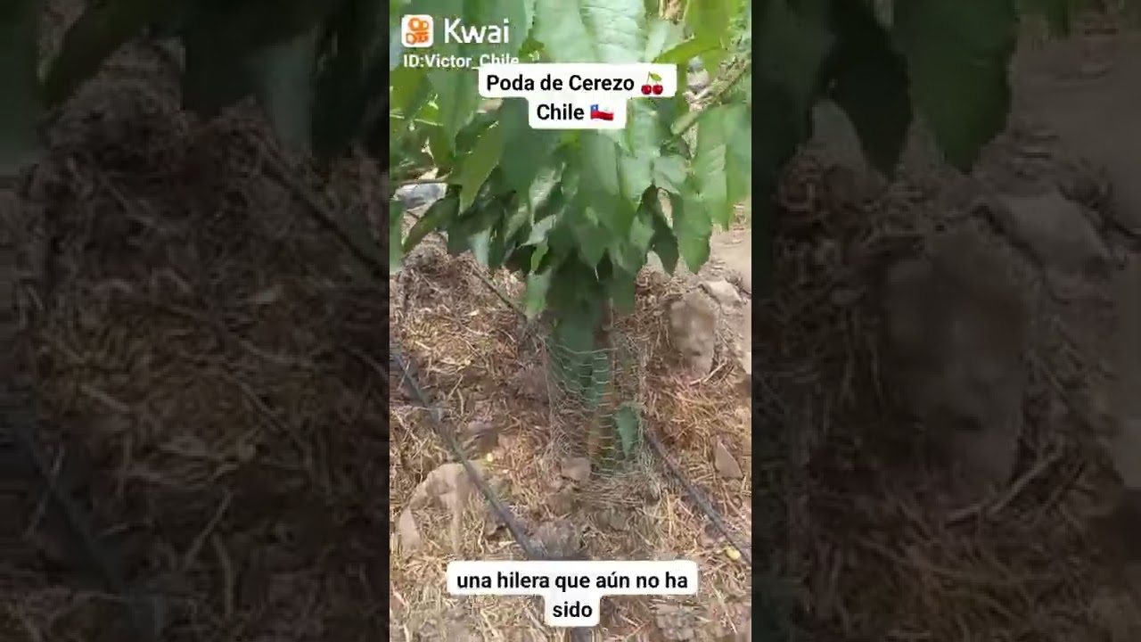 Poda de 🍒 cerezo sexta region de Chile 🇨🇱  trabajo de campo