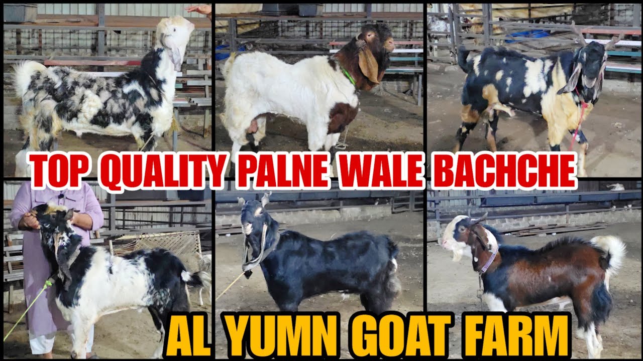 Khubsurat Farm Set Vaccinated Andul Collection AL Yumn Goat Farm Mumbai Mumbra 