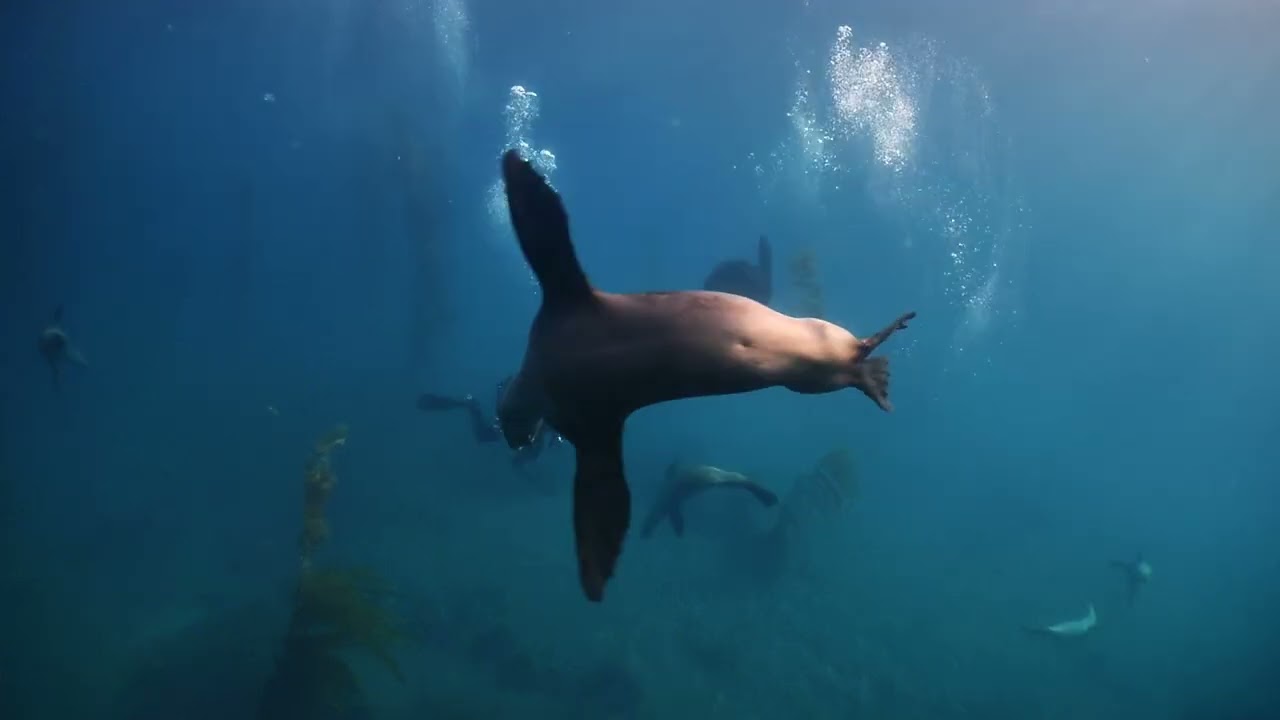 NA-GX7 & Nauticam WWL-1 Lens Showreel
