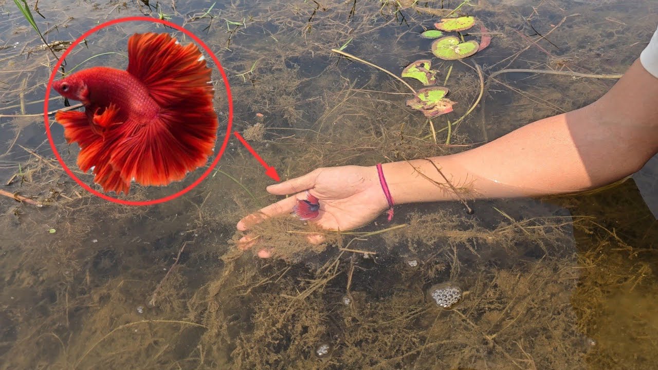 Amazing betta fish catching in wilderness lake.