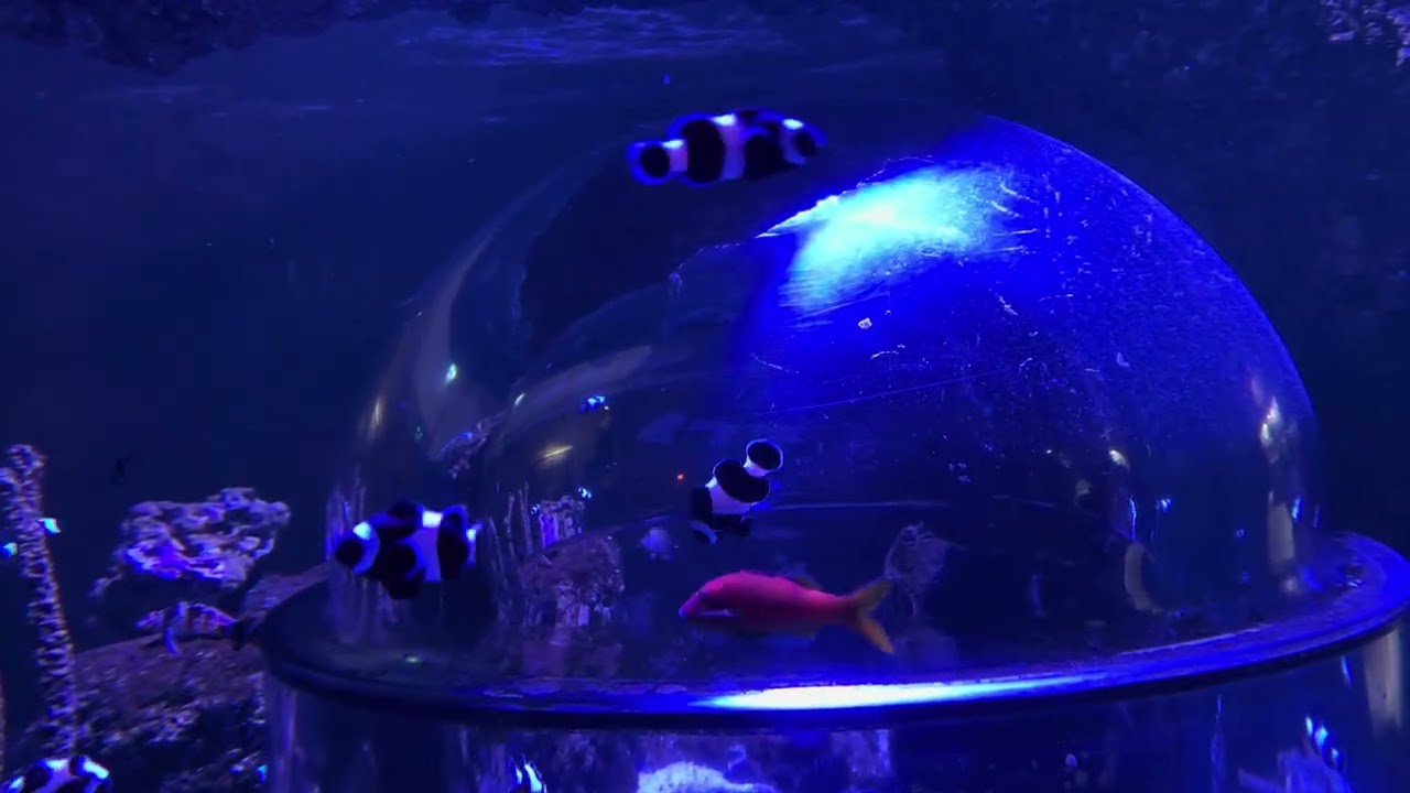 Skegness Aquarium (2) 23/01/2026