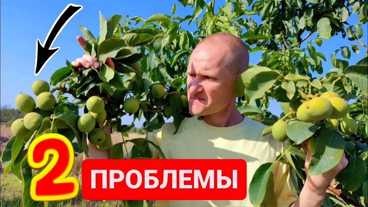 Грецкий орех на вашем участке? 2 тайны сорта при выборе !