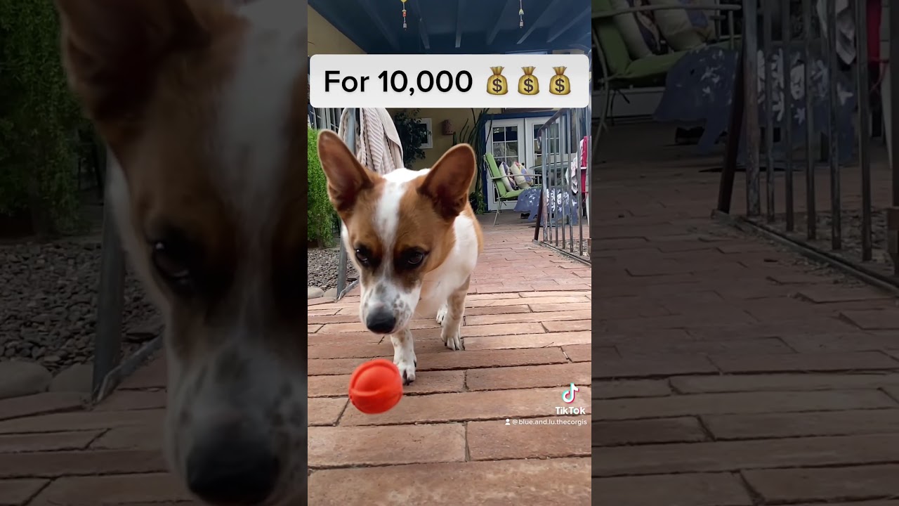Best corgi #love #short #viral #trending #youtubeshorts #pets #youtube #happy #subscribe #fyp #dog