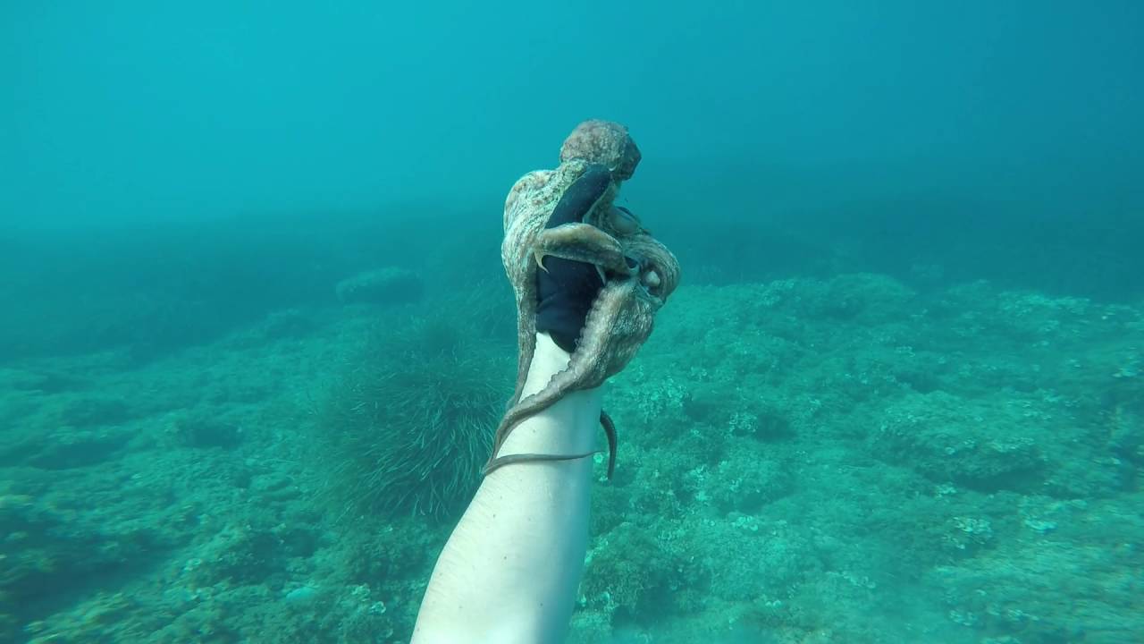 Catching Octopus by hand in Mallorca - La captura de pulpo a mano en Mallorca