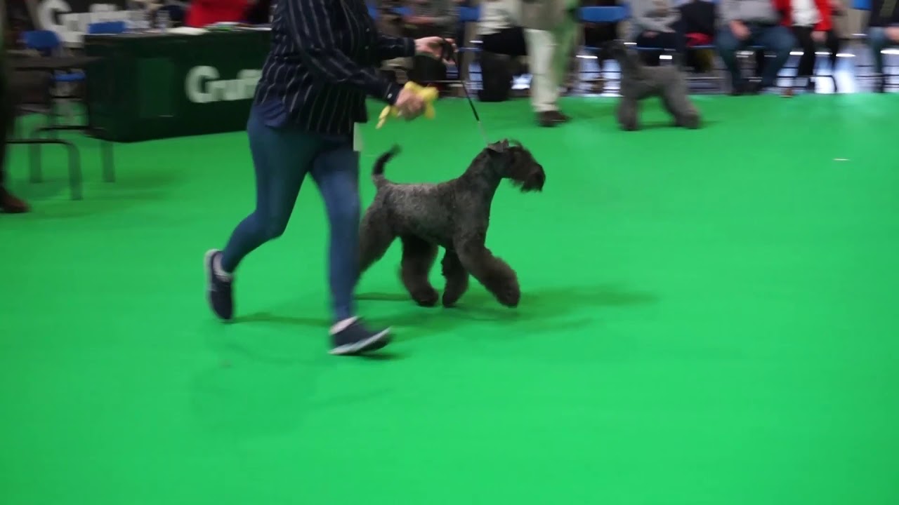 Kerry Blue Terriers on Crufts 2020