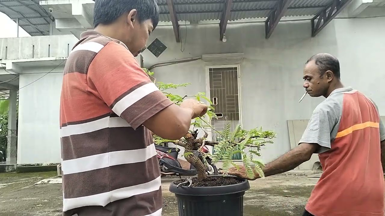 PROSES PRUNING POMULA BAHAN BONSAI ASAM THAILAND 