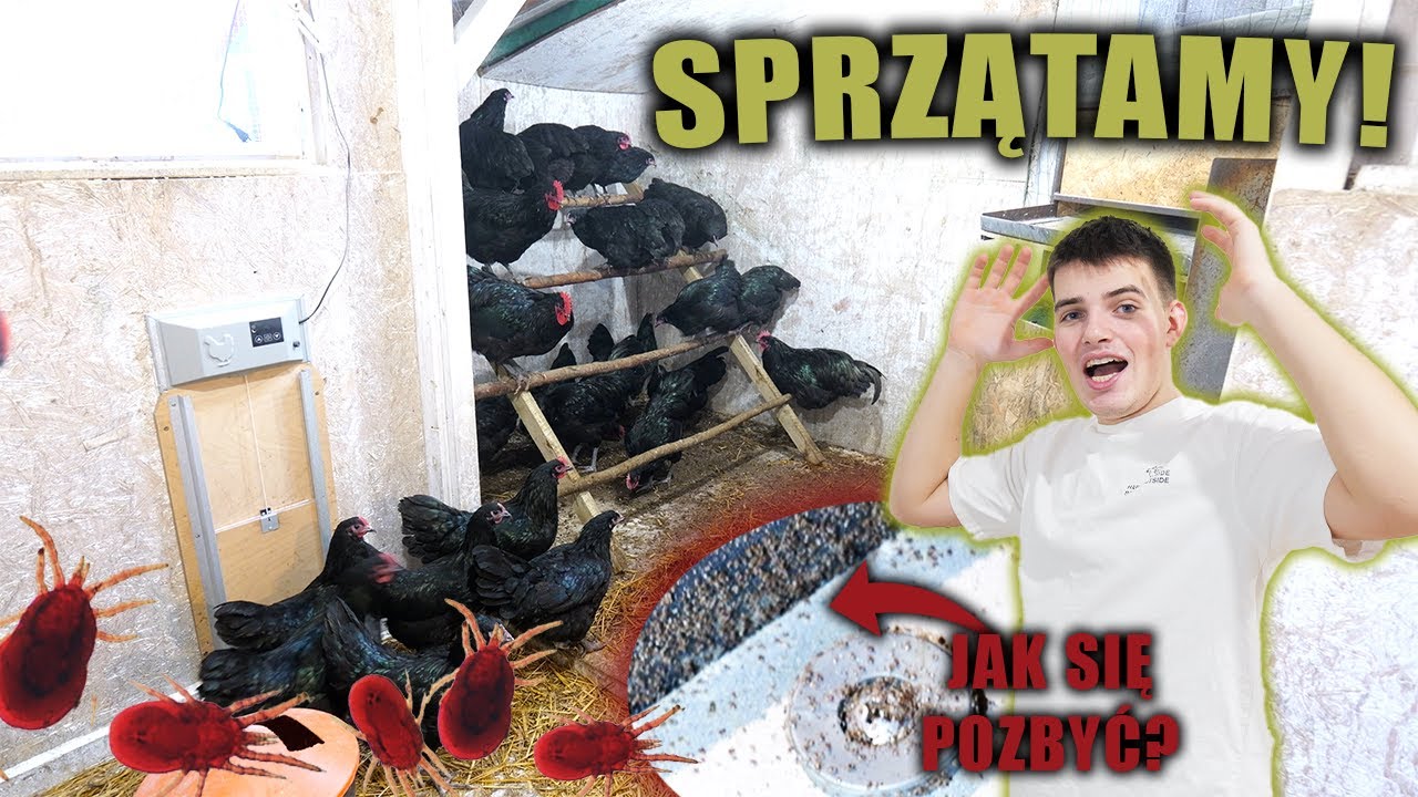 PTASZYNIEC ZAATAKOWAŁ!!! - Pierwsze sprzątanie kurnika AUSTRALORP&Oacute;W!