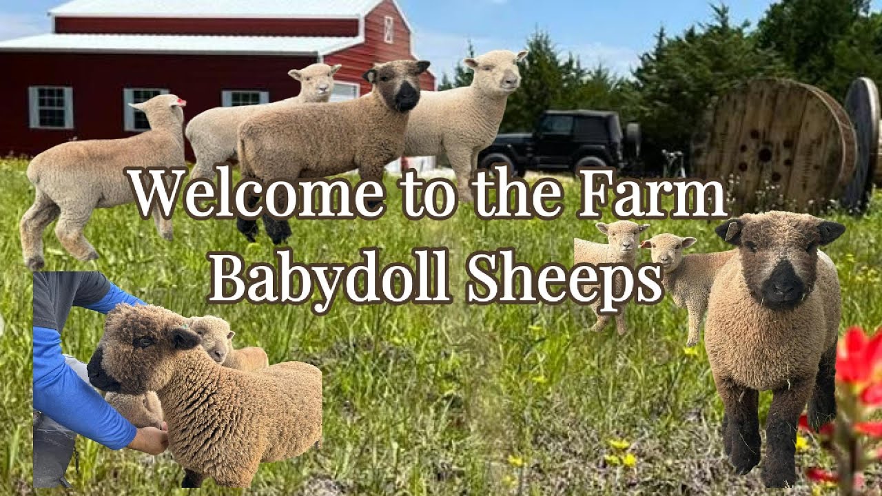 Meet our Babydoll Sheep, Welcome to the Farm!