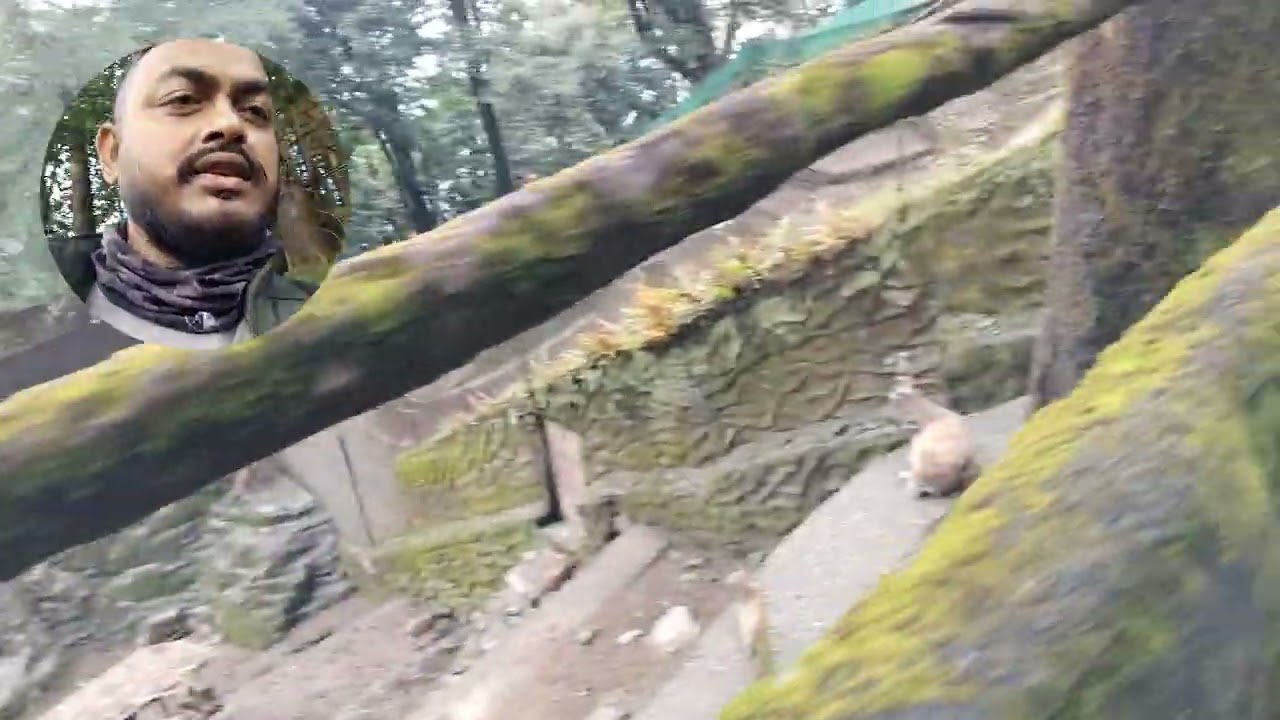 A short review of Darjeeling zoo #travel #darjeelingsightseeing #tourism #travelvlog 