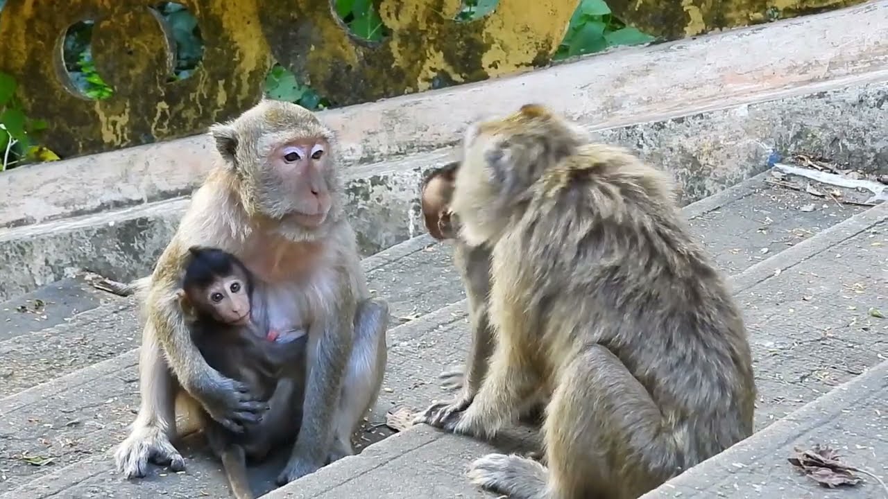 Vegan cry when monkey Marci push her