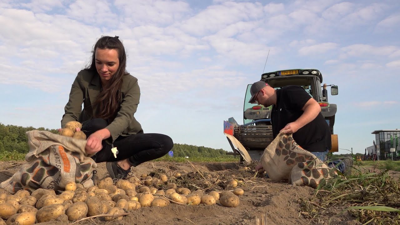 Aardappelrooidag begint met Ramon en rösti