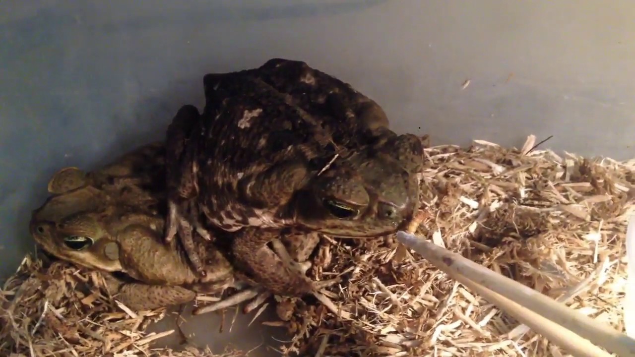 Toad Feeding: Feeding ALL my southern toads and cane toads!